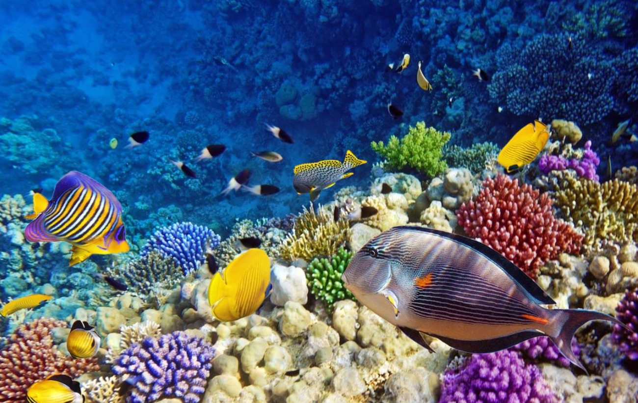 Red Sea Egypt